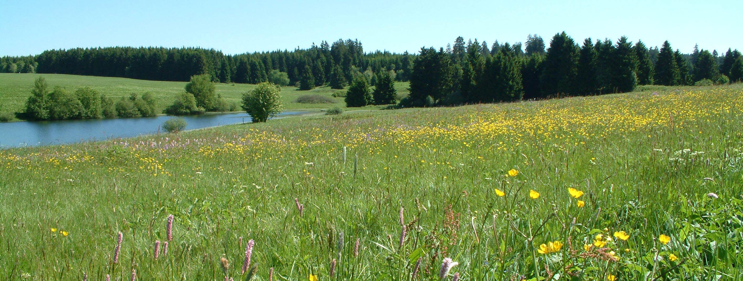 Foto Wiesen am Sumpfteich Buntenbock Harz