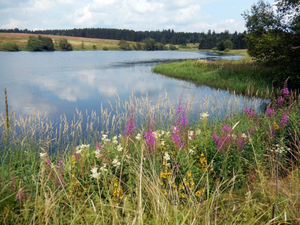 Ferienwohnung Harz Buntenbock Galerie